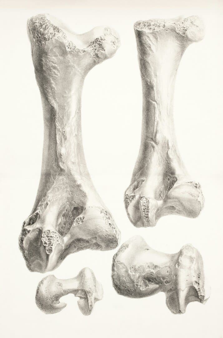 Bones and flat whites