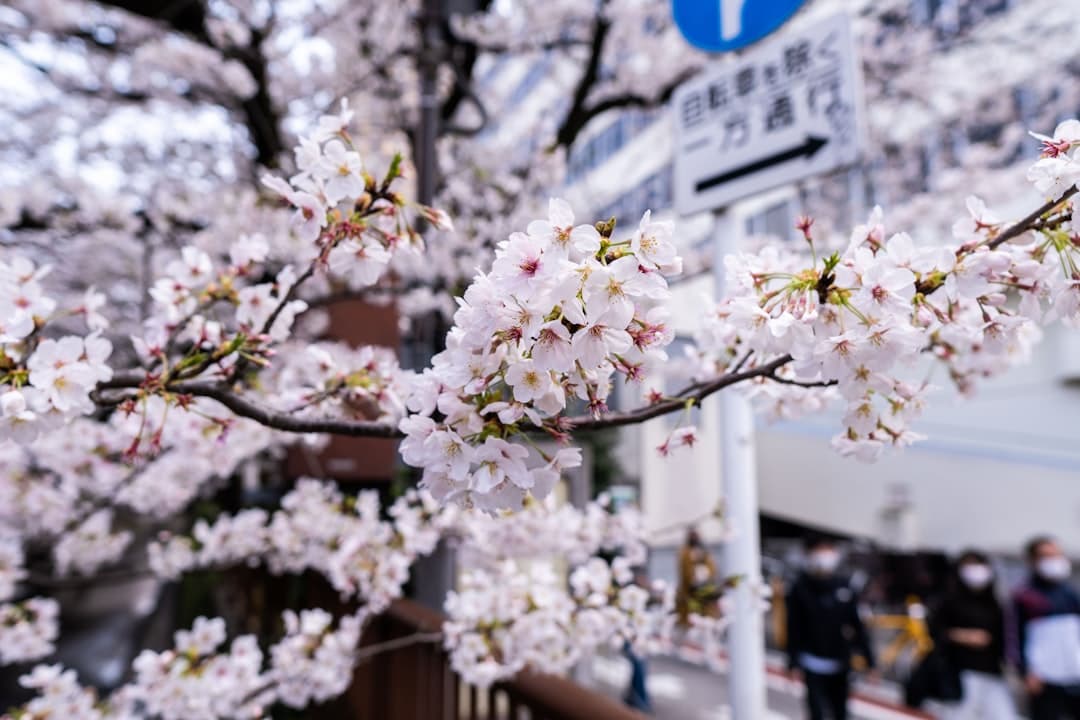 Tokyo Restaurants 2026 Edition - The 79