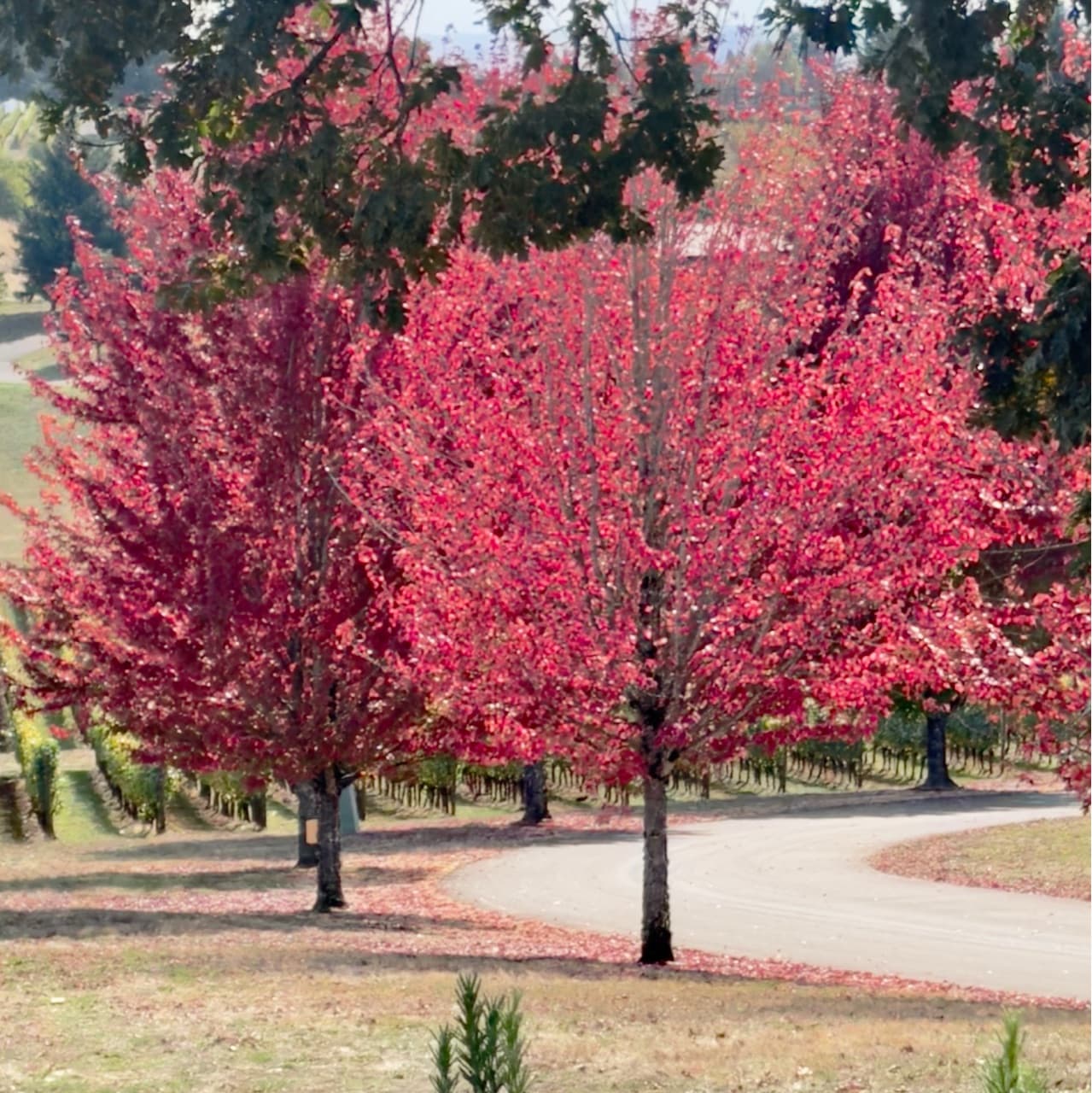 Oregon (Portland, Bandon & Willamete Valley