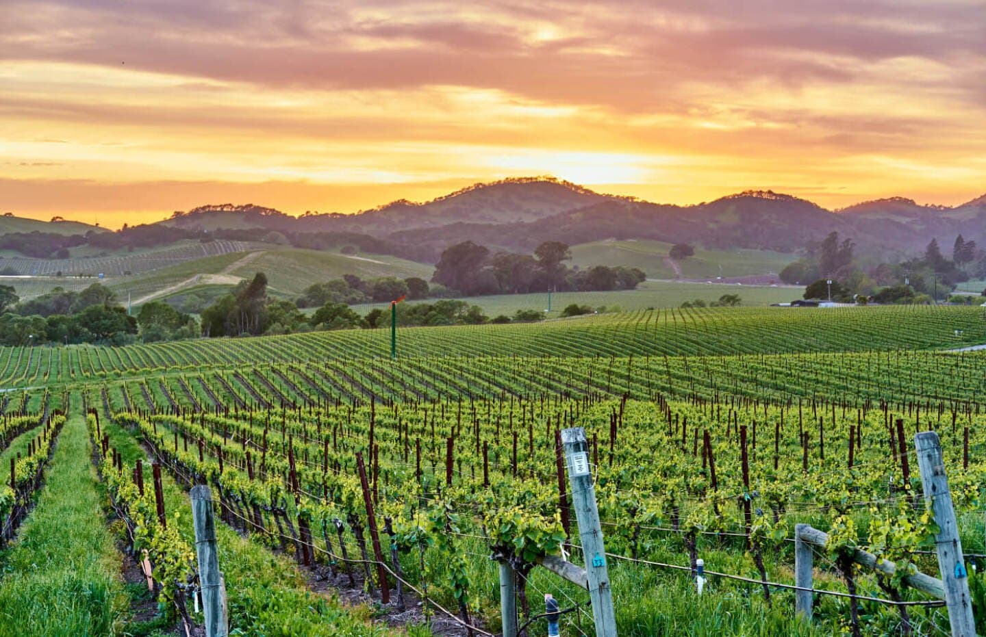Napa Valley Restaurants (The Infatuation)