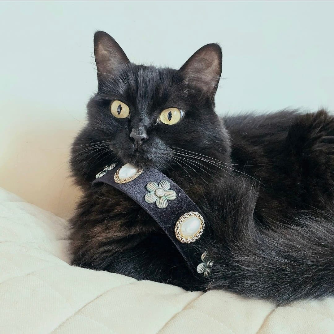 Elegância não se compra. Ela nasce com você. 🖤🐾