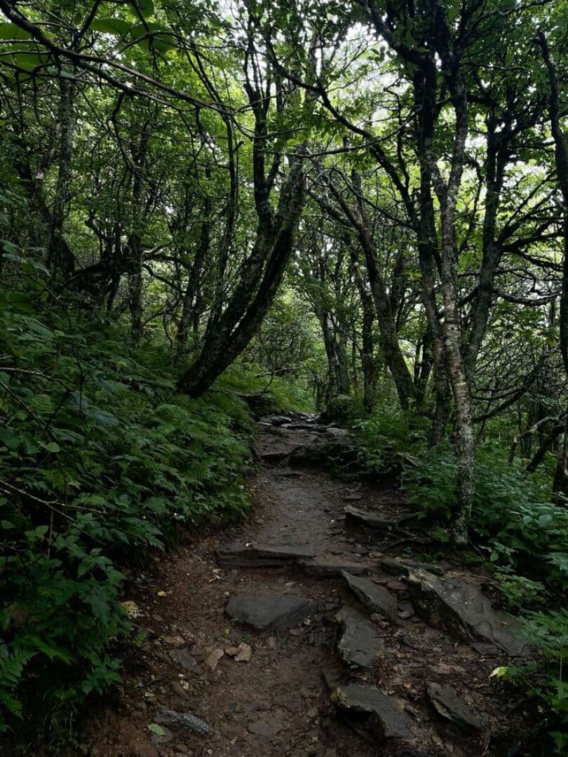 Summer Hikes for Beginners
