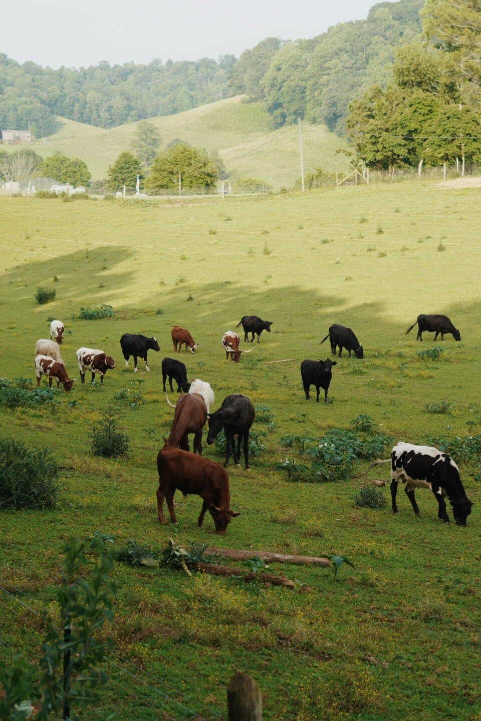 The Tragedy of the Commons, image 1 of 1