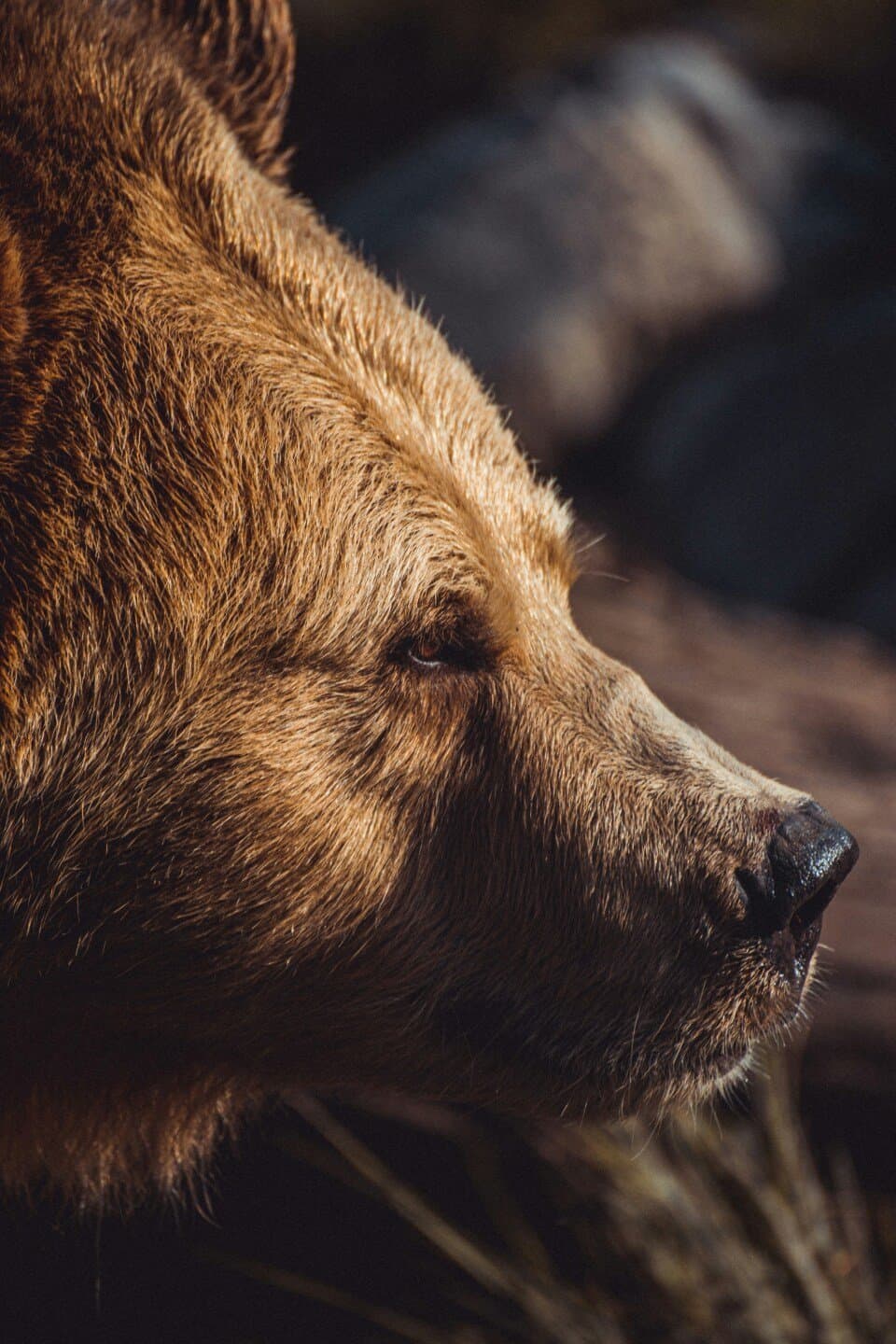 The Bear, image 1 of 1