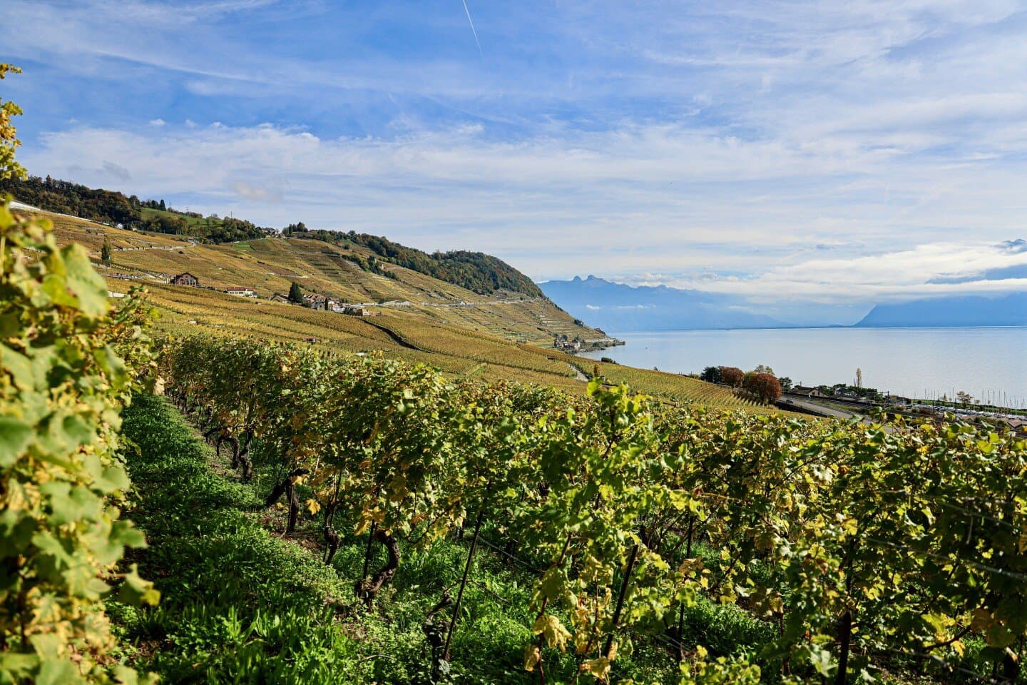 Chasselas de Lavaux, image 1 of 1