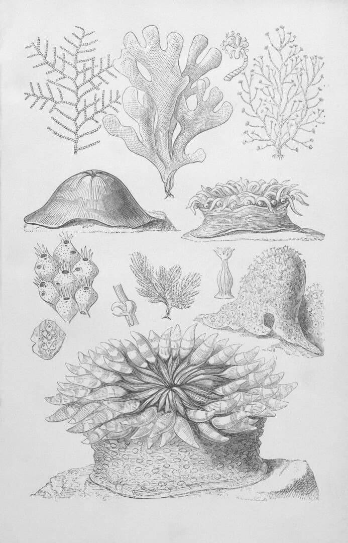 Lippia, image 1 of 1