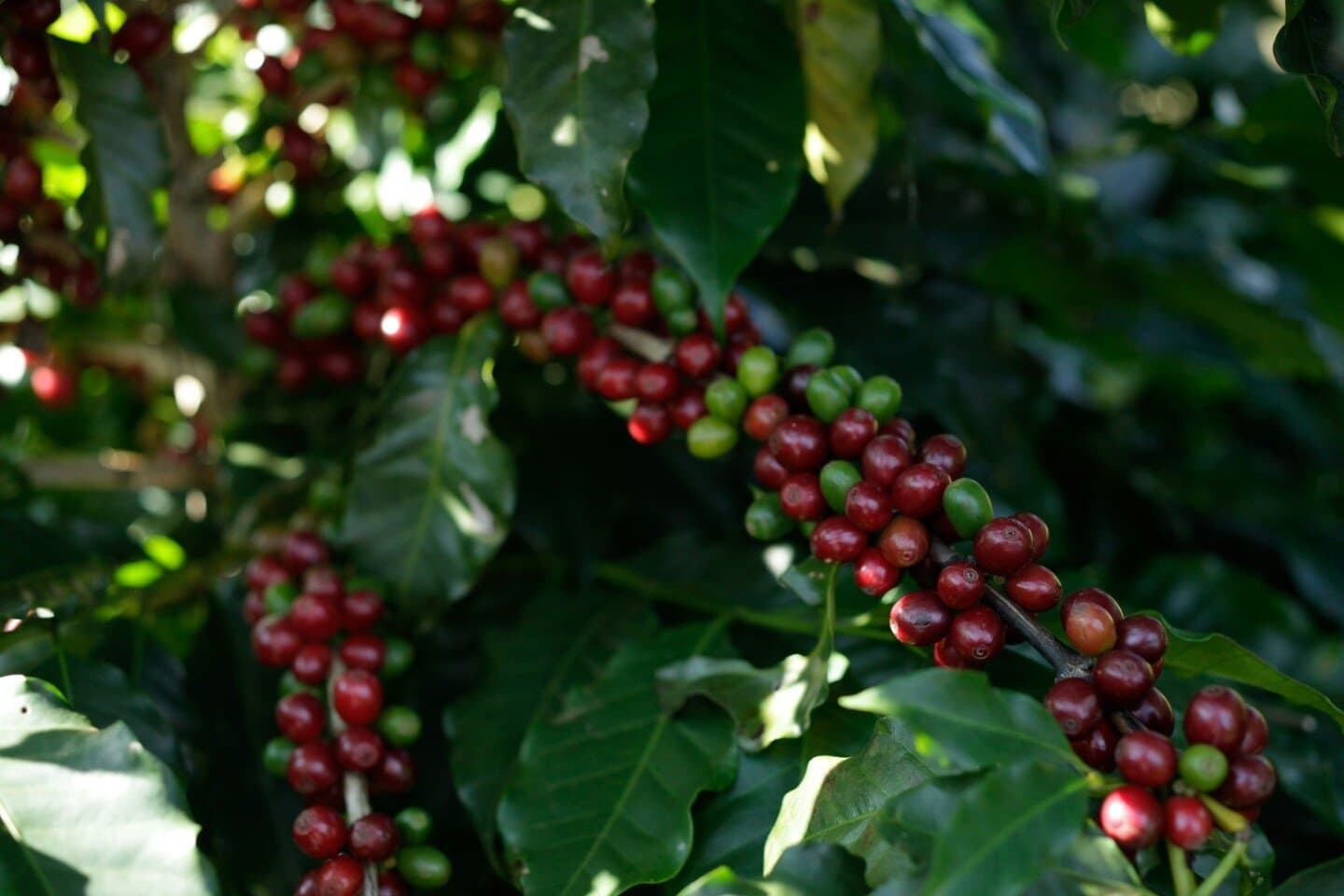 Suplicy Cafés Especiais, image 1 of 1