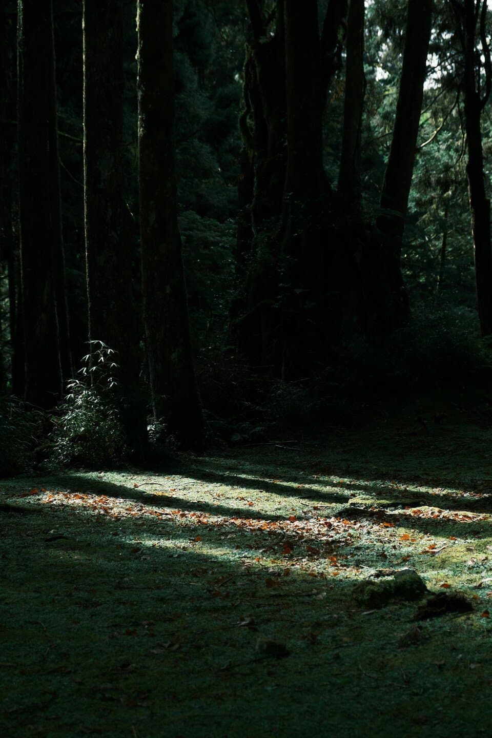 In the Woods, image 1 of 1