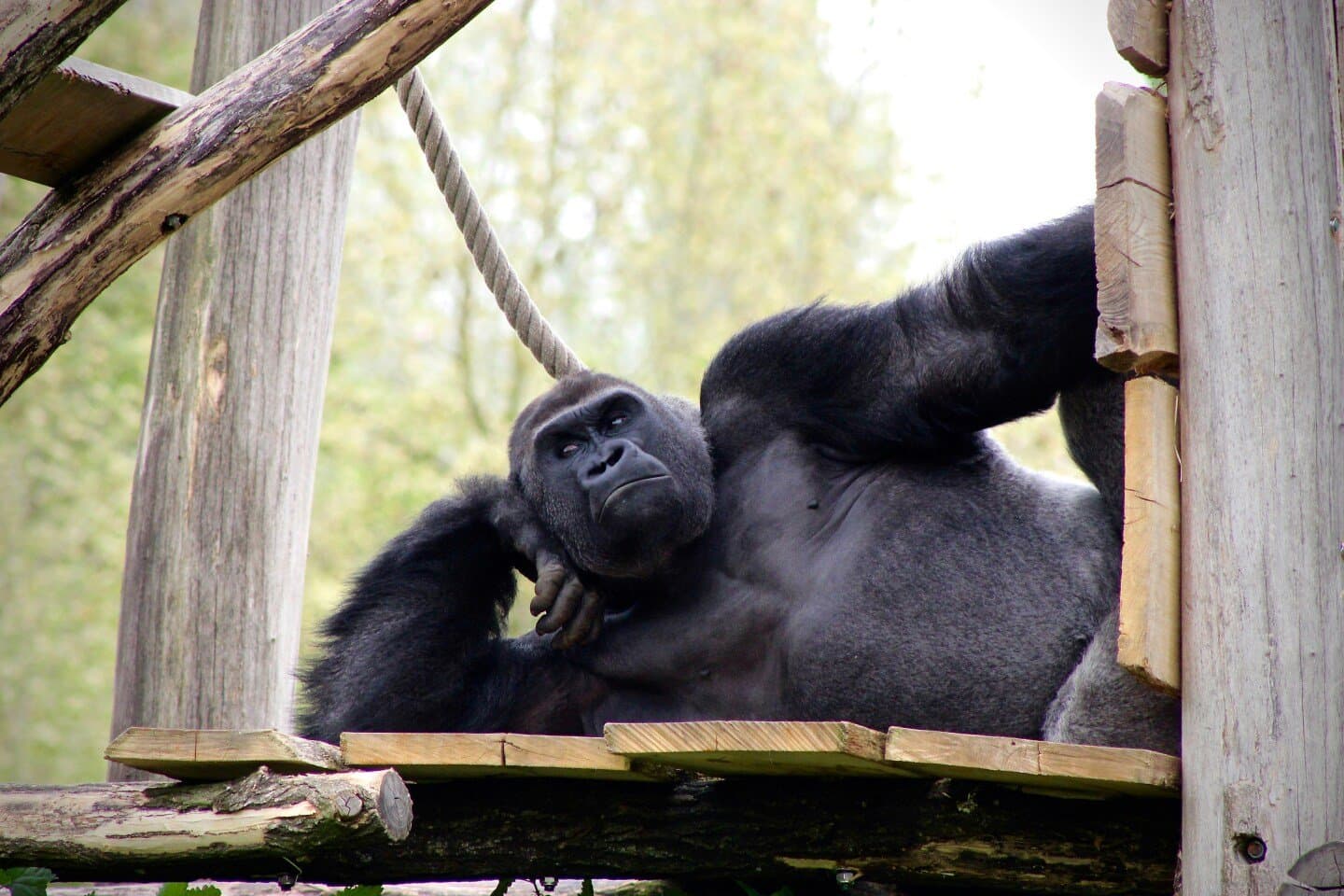 Gorilla, image 1 of 1