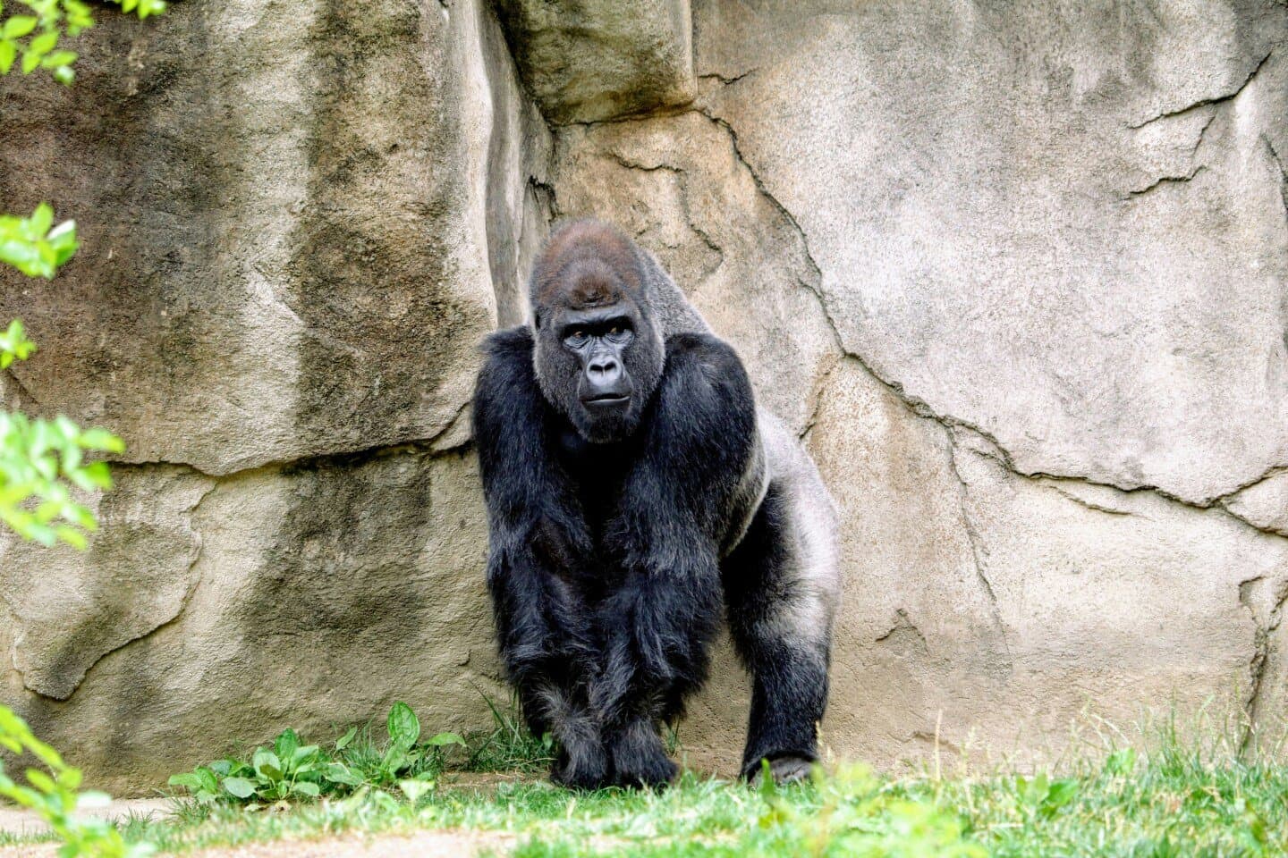 Gorilla, image 1 of 1