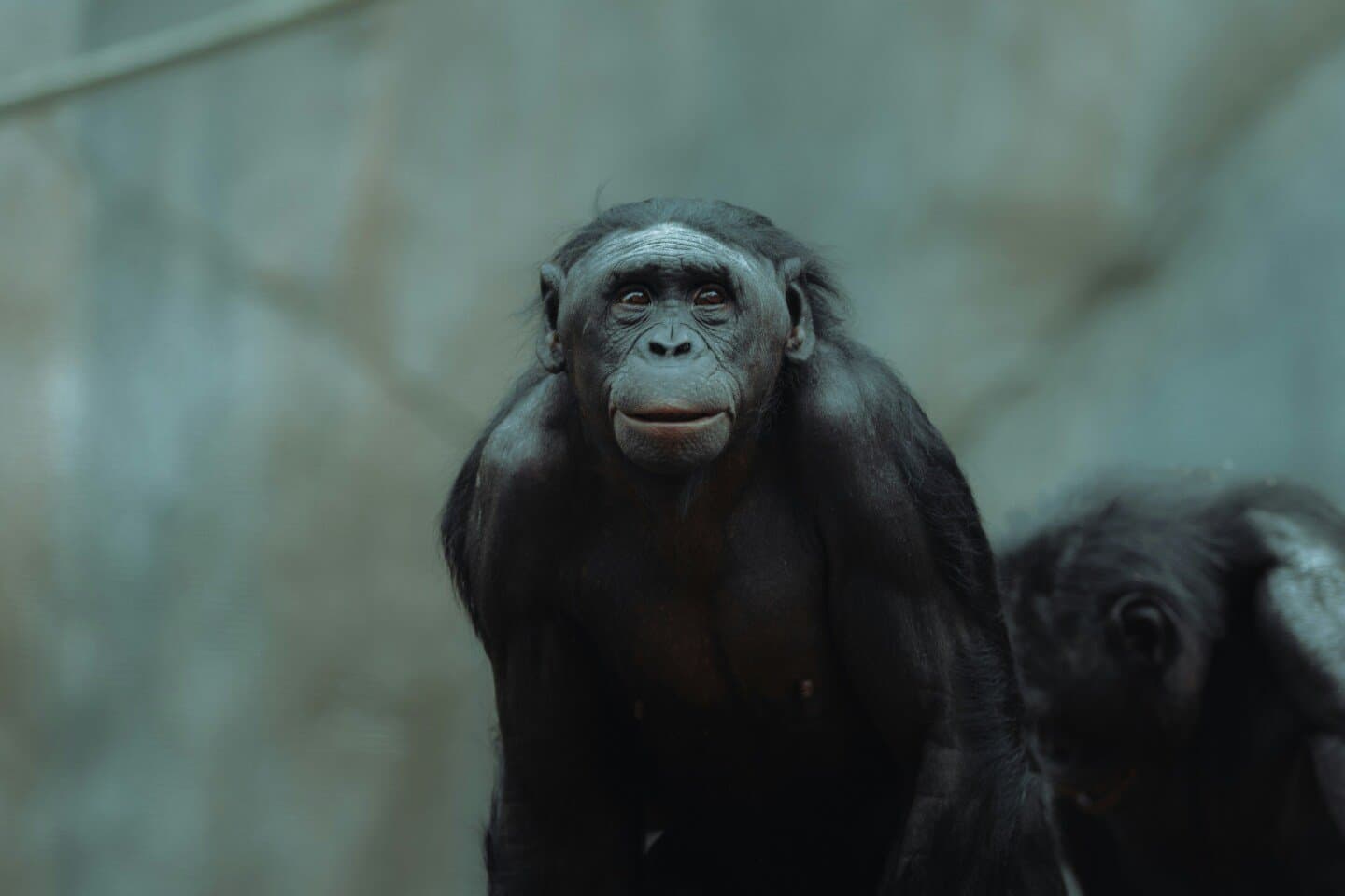 Bonobo, image 1 of 1