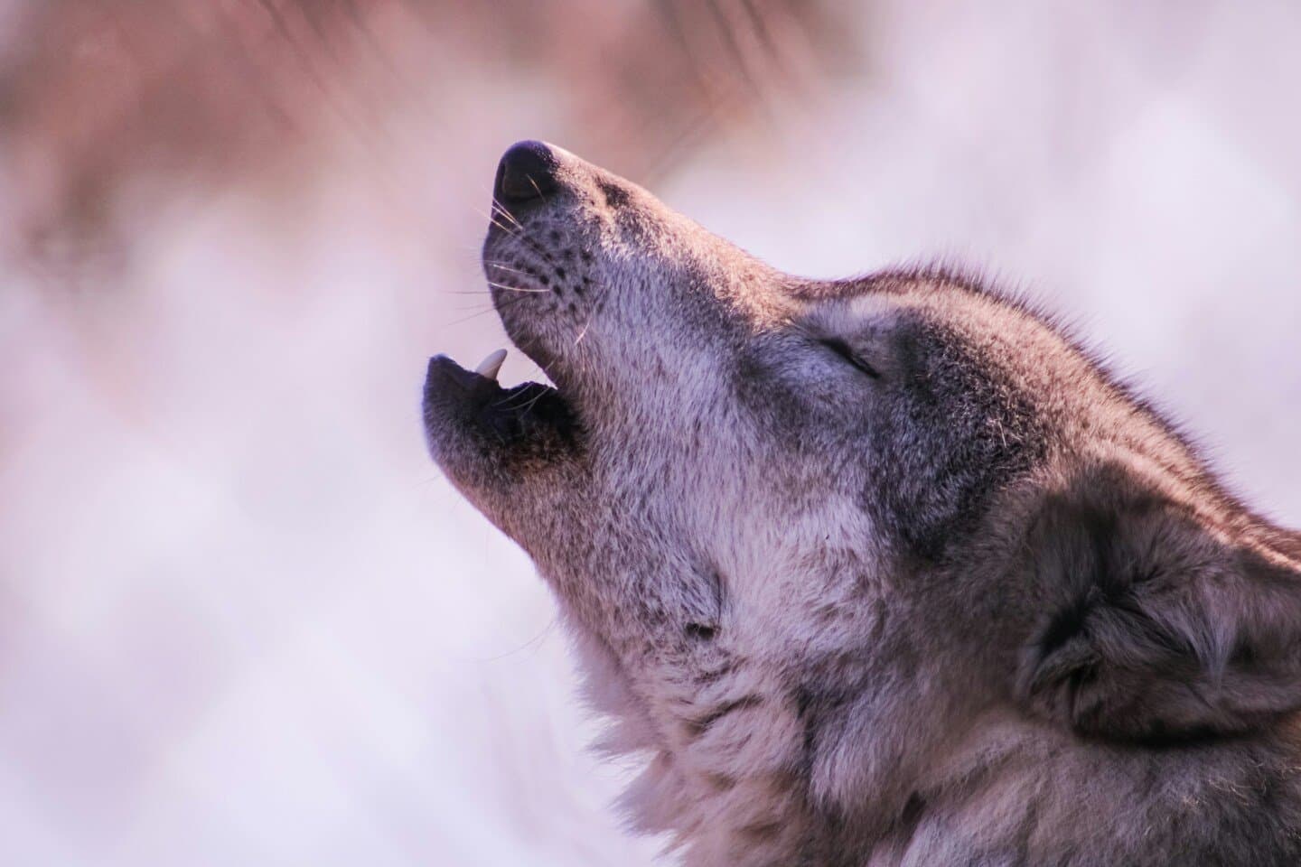 Brocki auf dem Wolf, image 1 of 1
