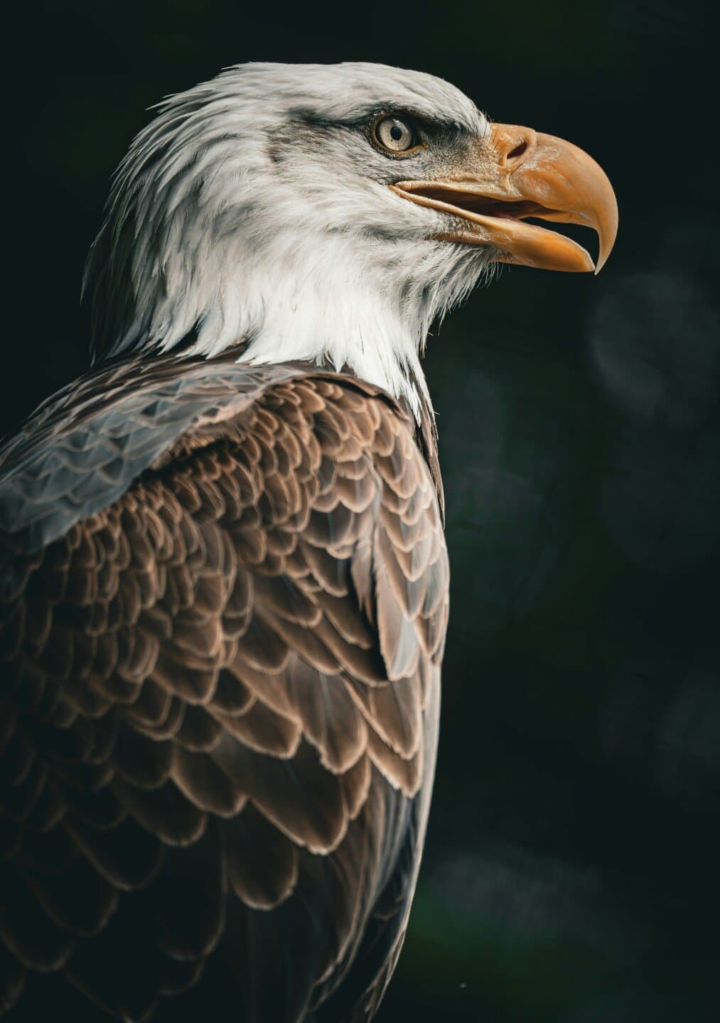 Eagle Rare, image 1 of 1
