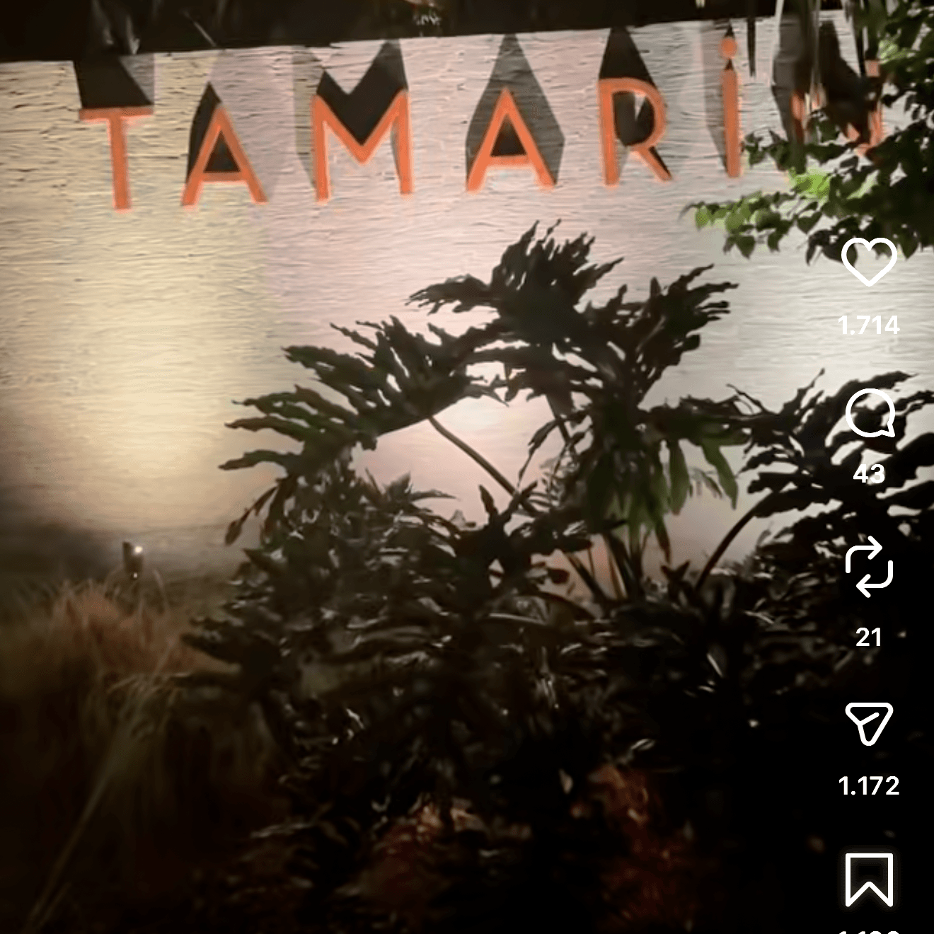 Tamarind, image 1 of 1
