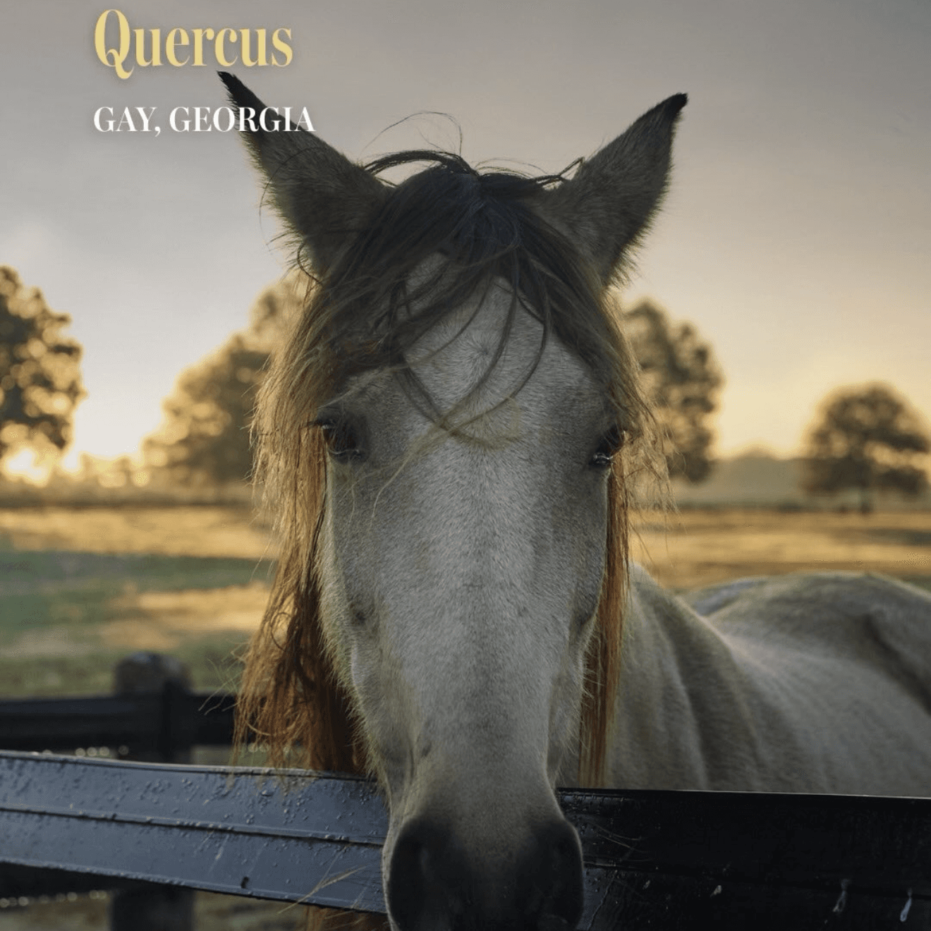 Quercus, image 1 of 1