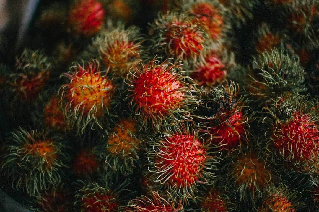 Rambutan, image 1 of 1