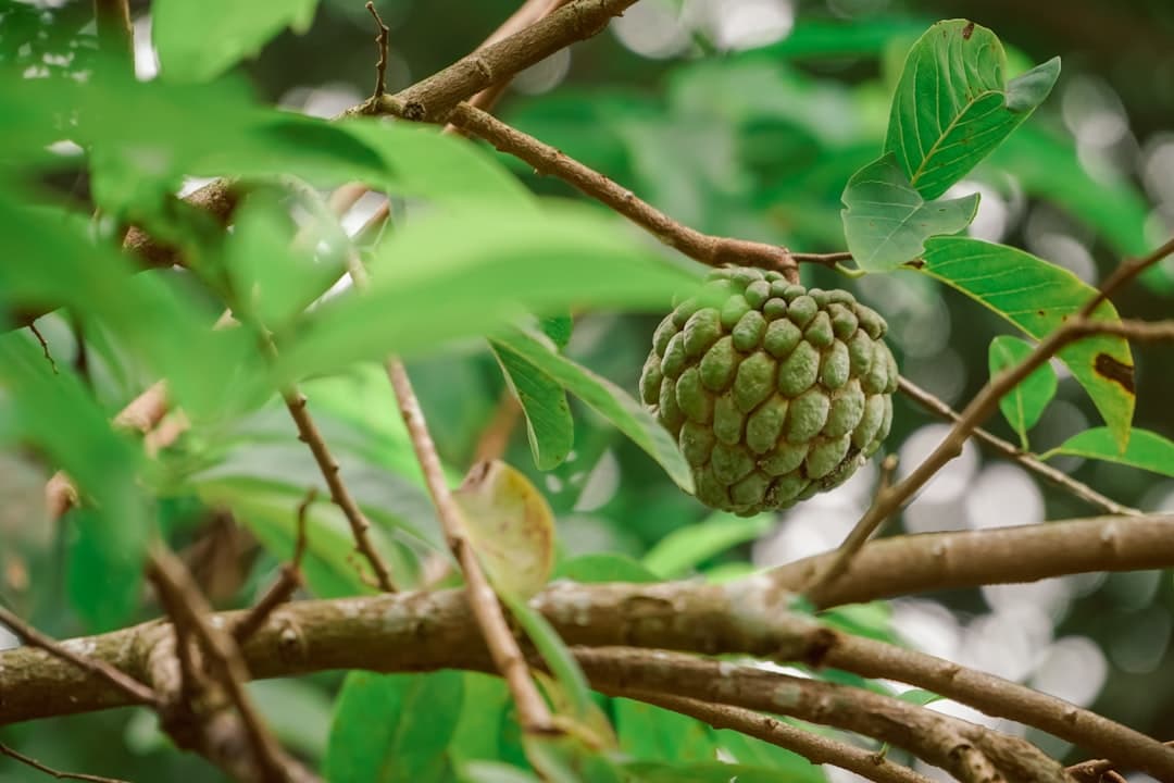 Custard Apple, image 1 of 1
