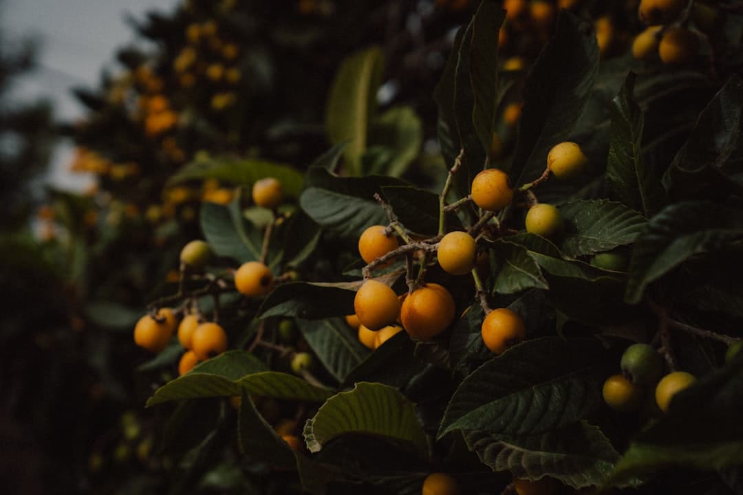 Loquat, image 1 of 1
