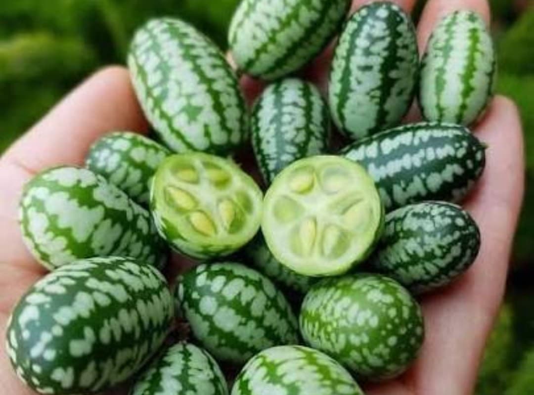 Mouse Melon, image 1 of 1