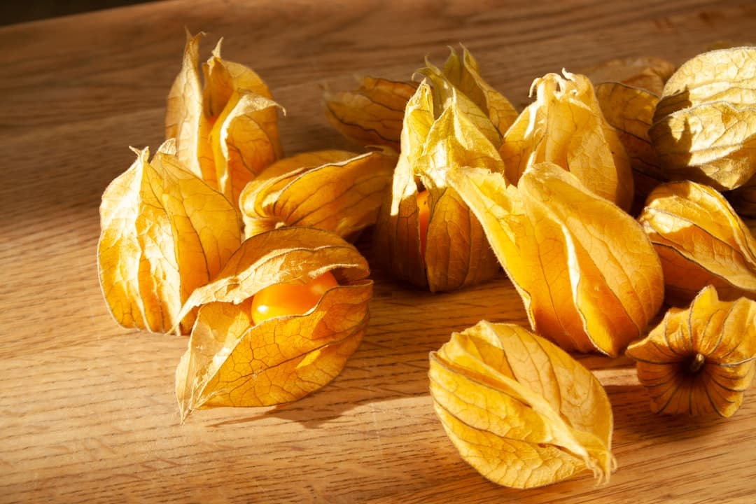 Physalis, image 1 of 1