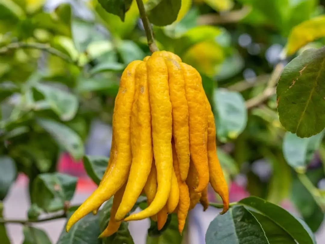 Buddha's Hand, image 1 of 1