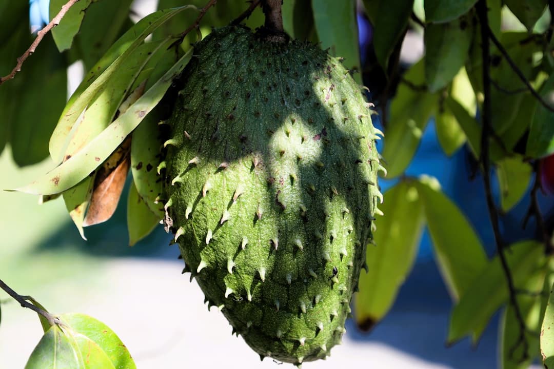 Soursop, image 1 of 1