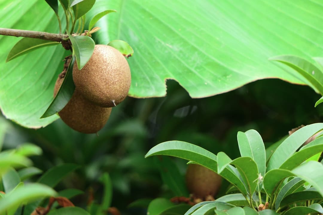 Chikoo, image 1 of 1