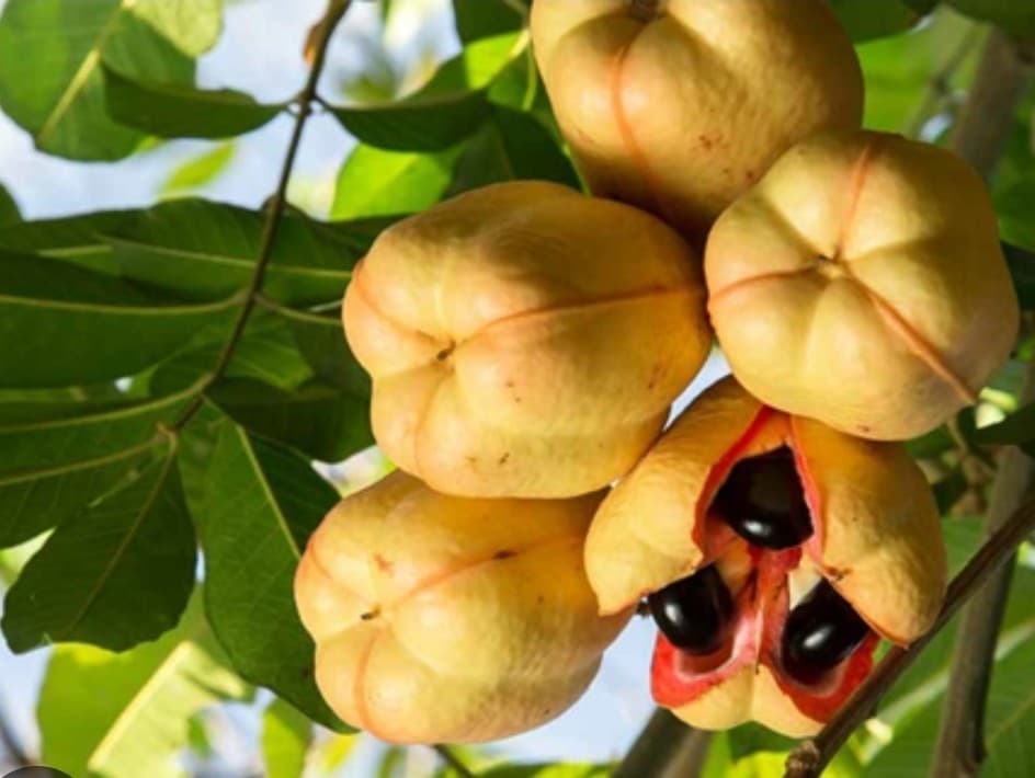 Ackee, image 1 of 1
