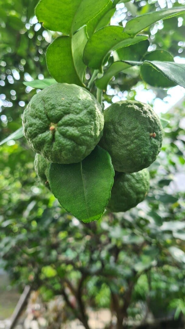 Kaffir Lime, image 1 of 1