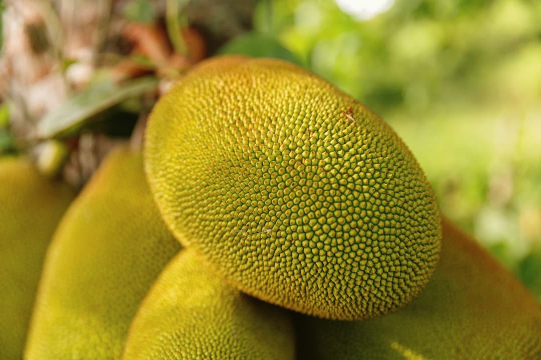 Jackfruit, image 1 of 1