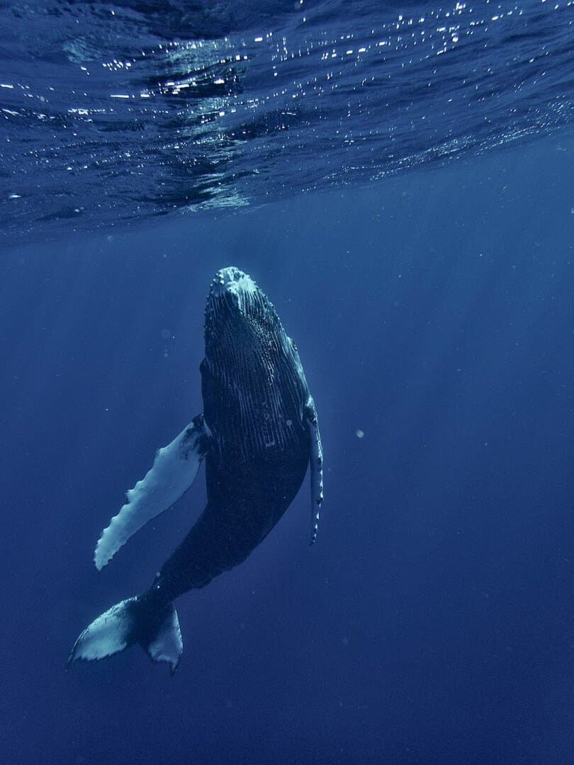 Blue Whale, image 1 of 1