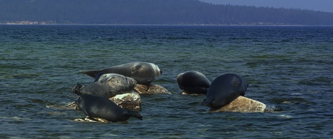 Lake Baikal, image 1 of 1