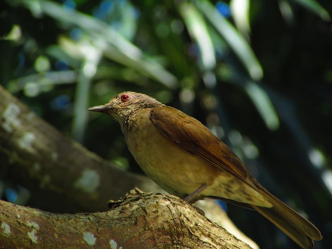 Jatinga Bird Mystery, image 1 of 1