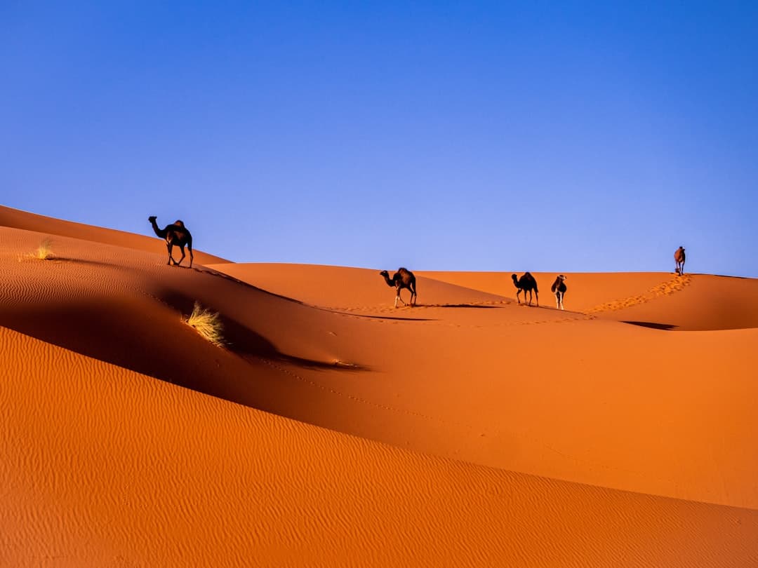 Sahara Desert, image 1 of 1
