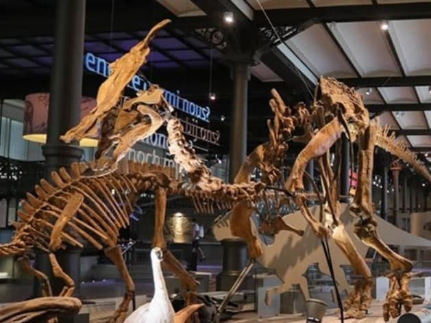 Royal Belgian institute of Natural Sciences, image 1 of 1