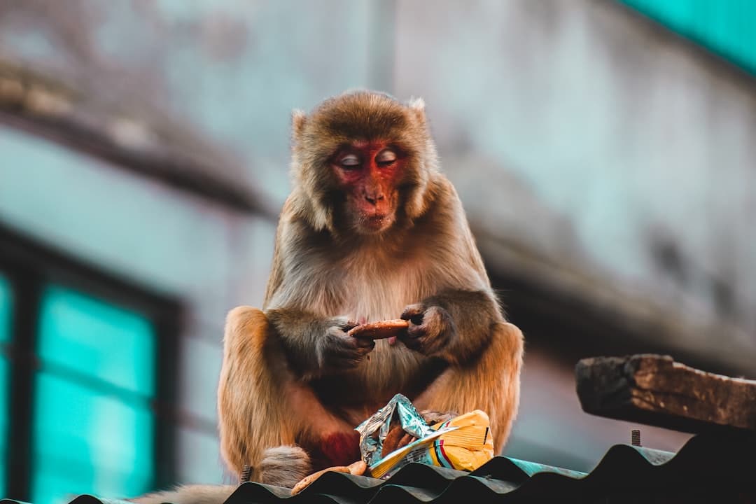 Monkey Buffet Festival, image 1 of 1