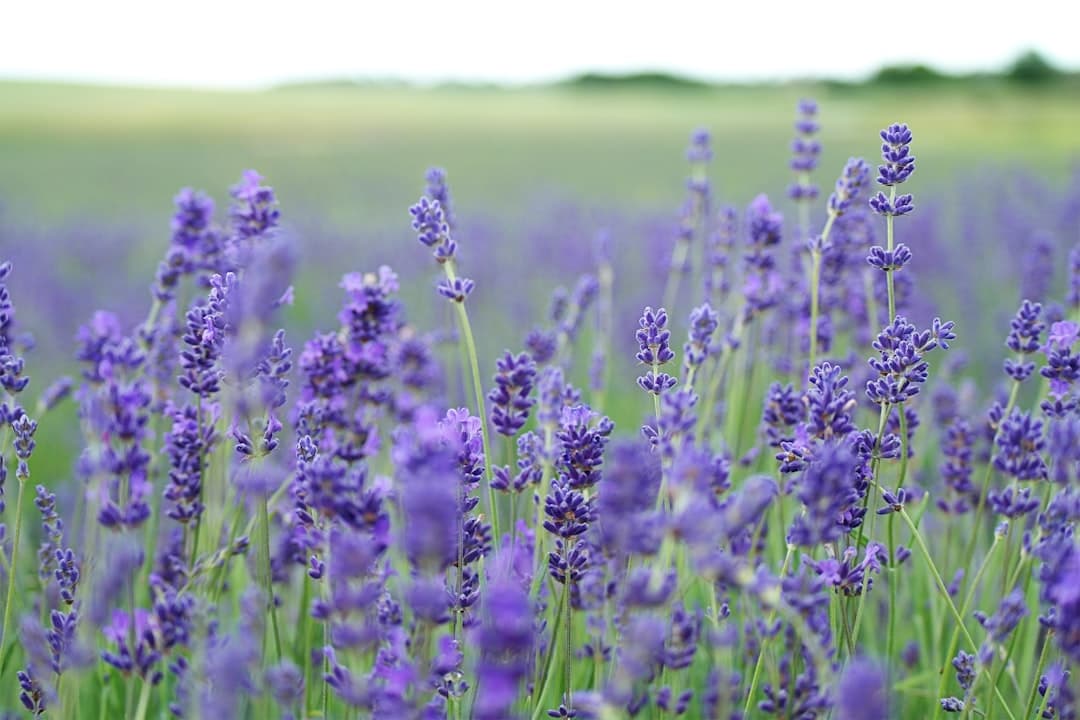 Lavanda, image 1 of 1