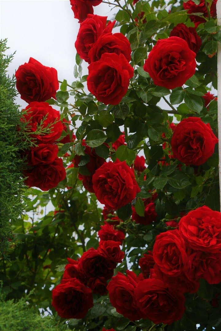 Rosa, image 1 of 1
