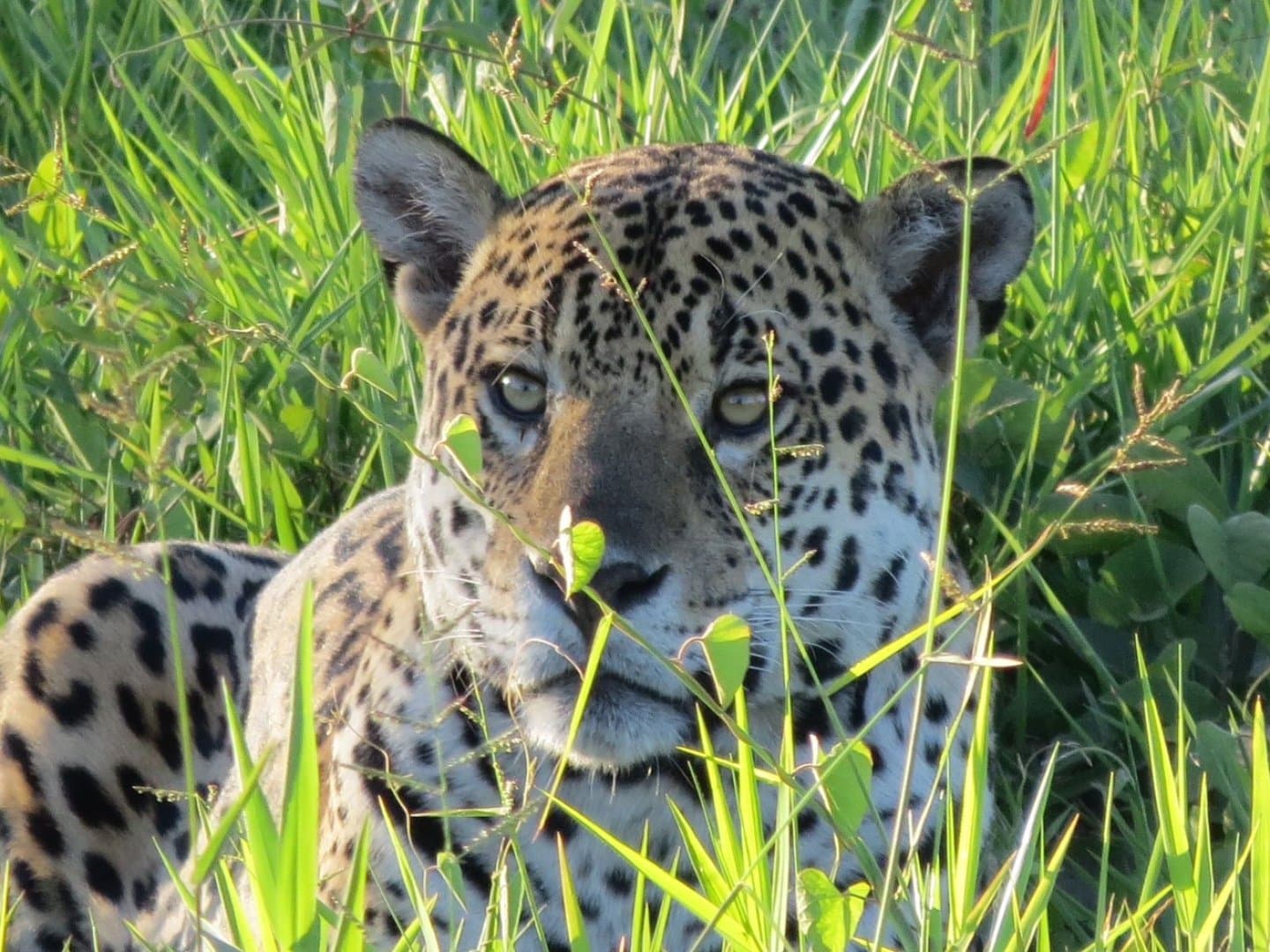 Pantanal (Mato Grosso do Sul / Miranda), image 1 of 1