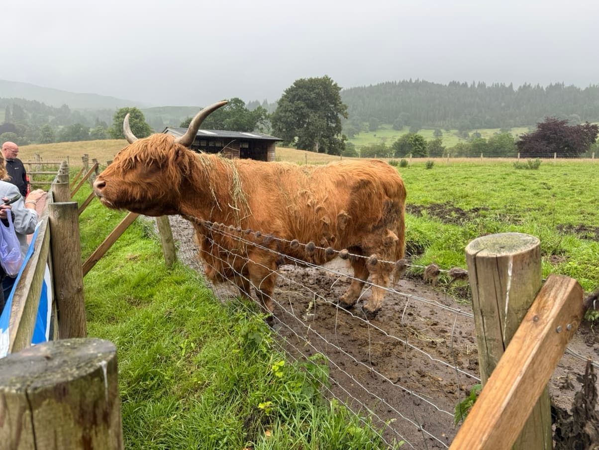 Highland Cows, image 1 of 1