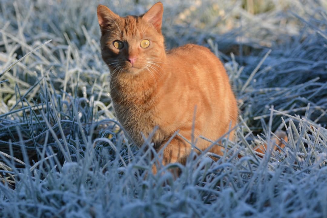 Roux, image 1 of 1