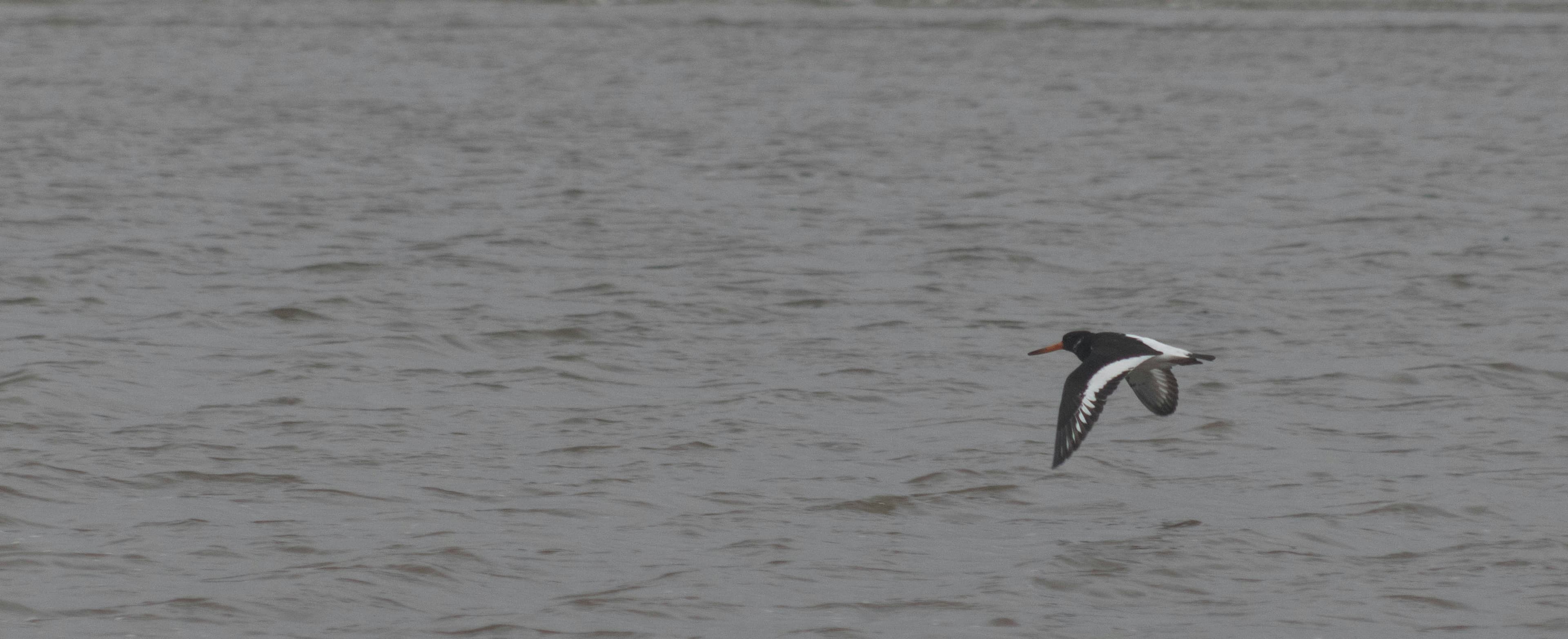 The Oystercatcher, image 1 of 1