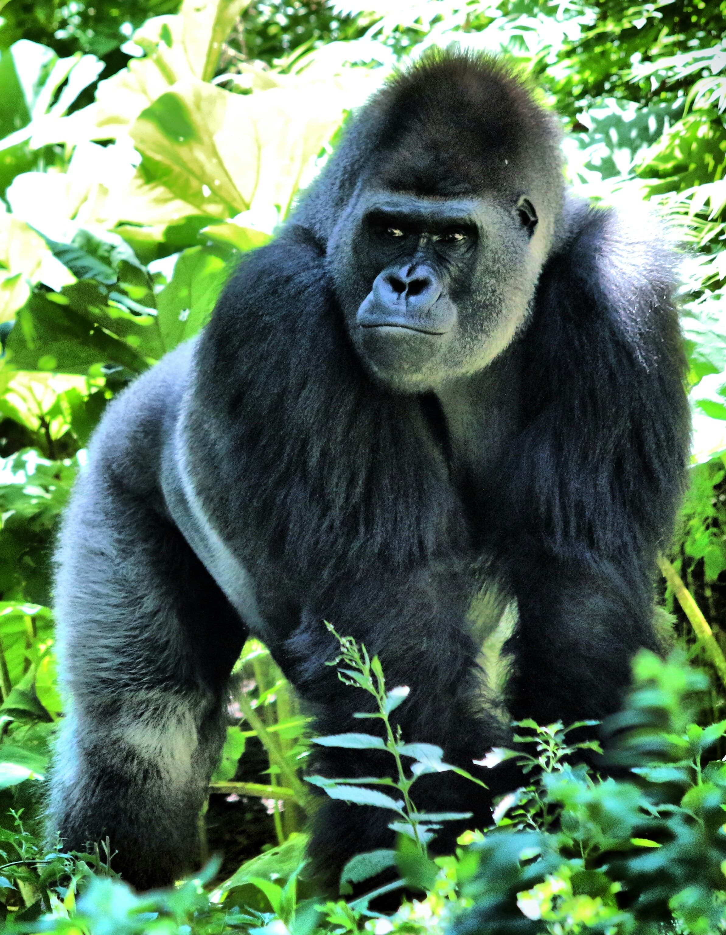 Gorilla, image 1 of 1
