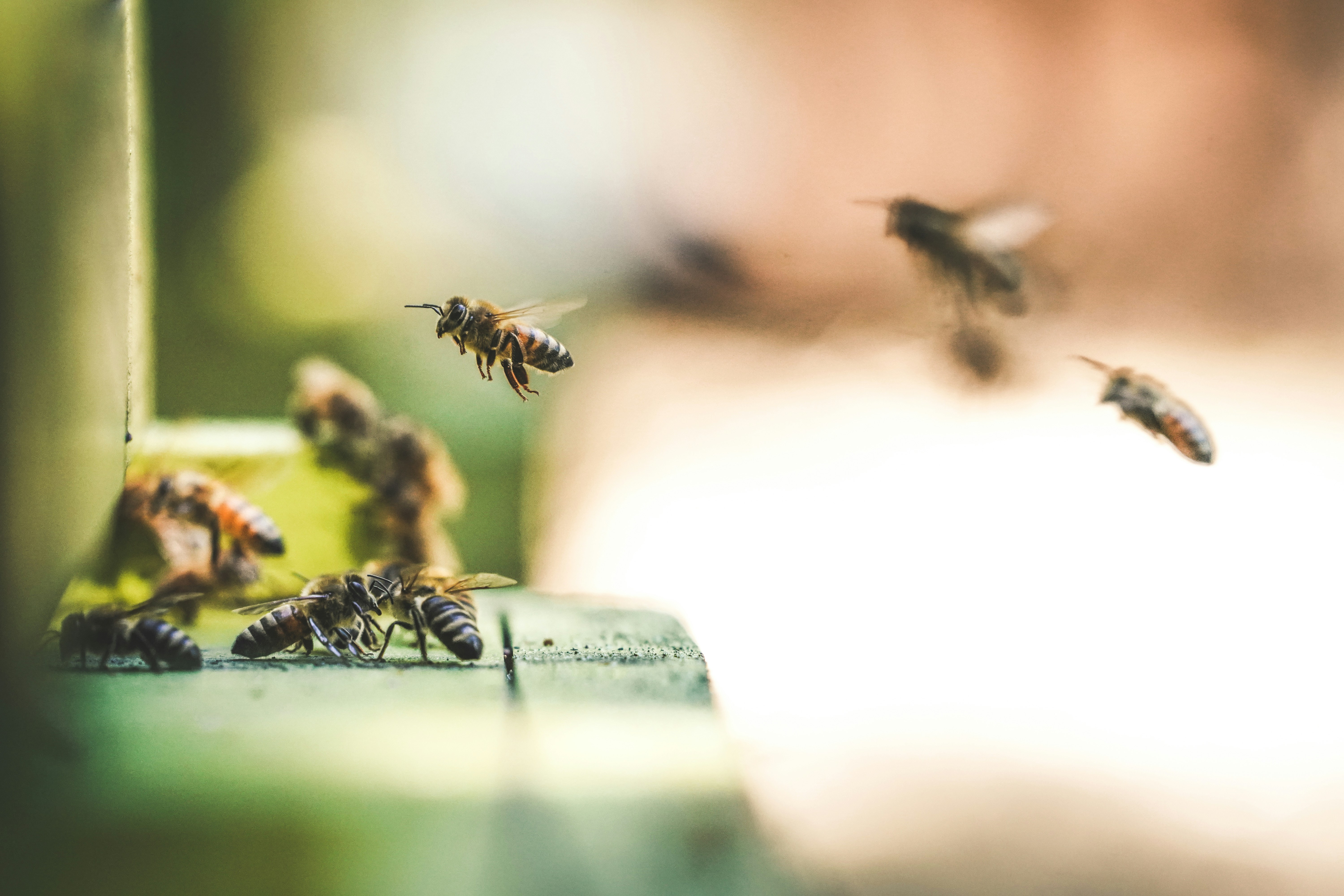 Paul Murray's The Bee Sting, image 1 of 1