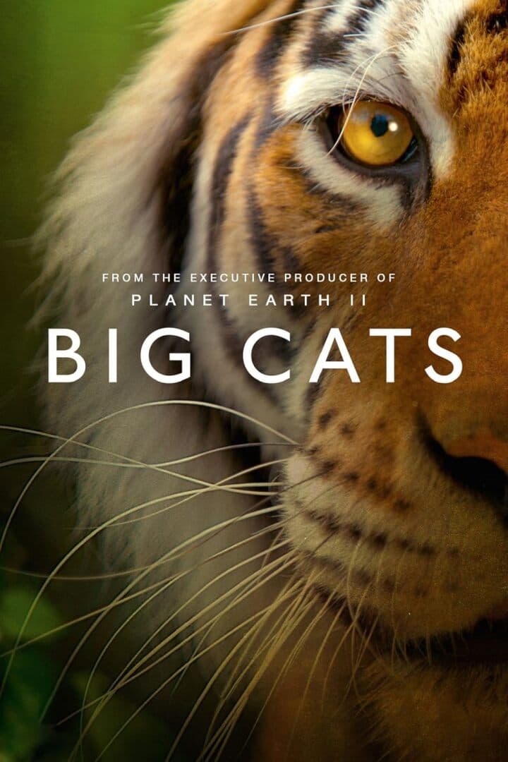 Big Cats, image 1 of 1