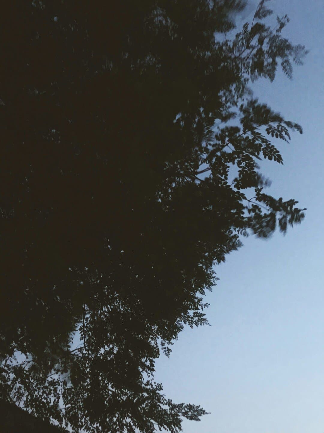 The Shadow of the Wind, image 1 of 1