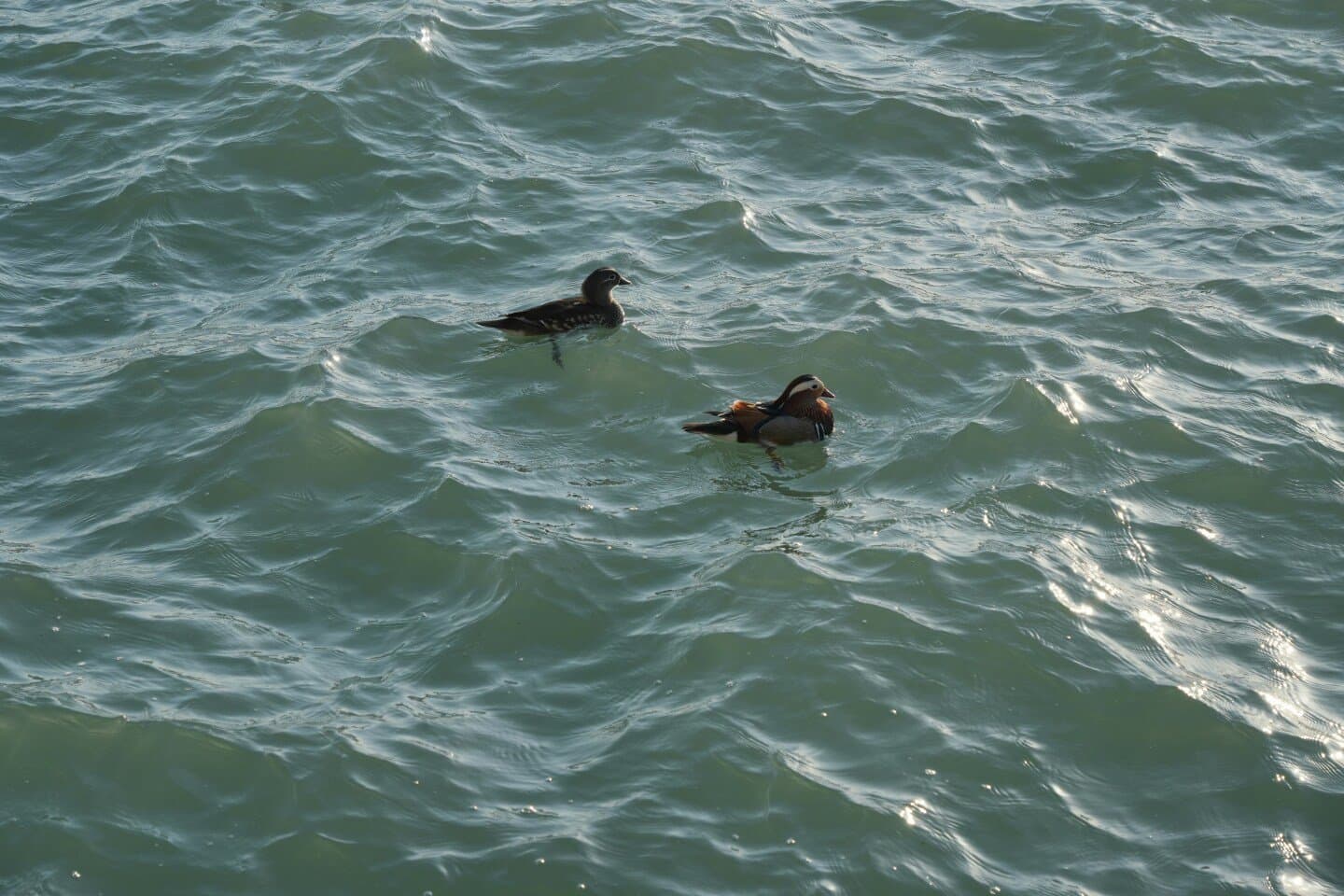 At Swim-Two-Birds, image 1 of 1