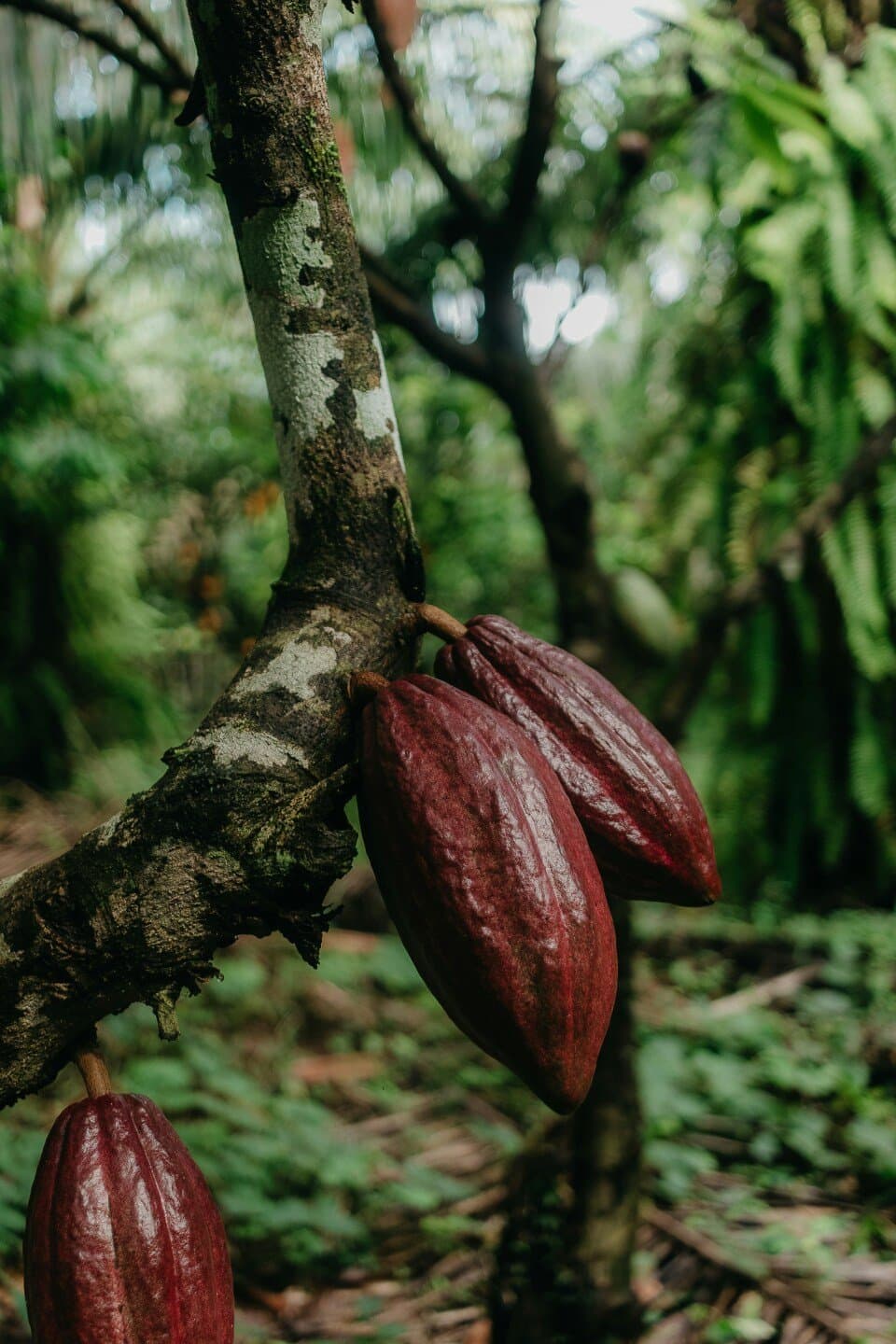 Cacao, image 1 of 1