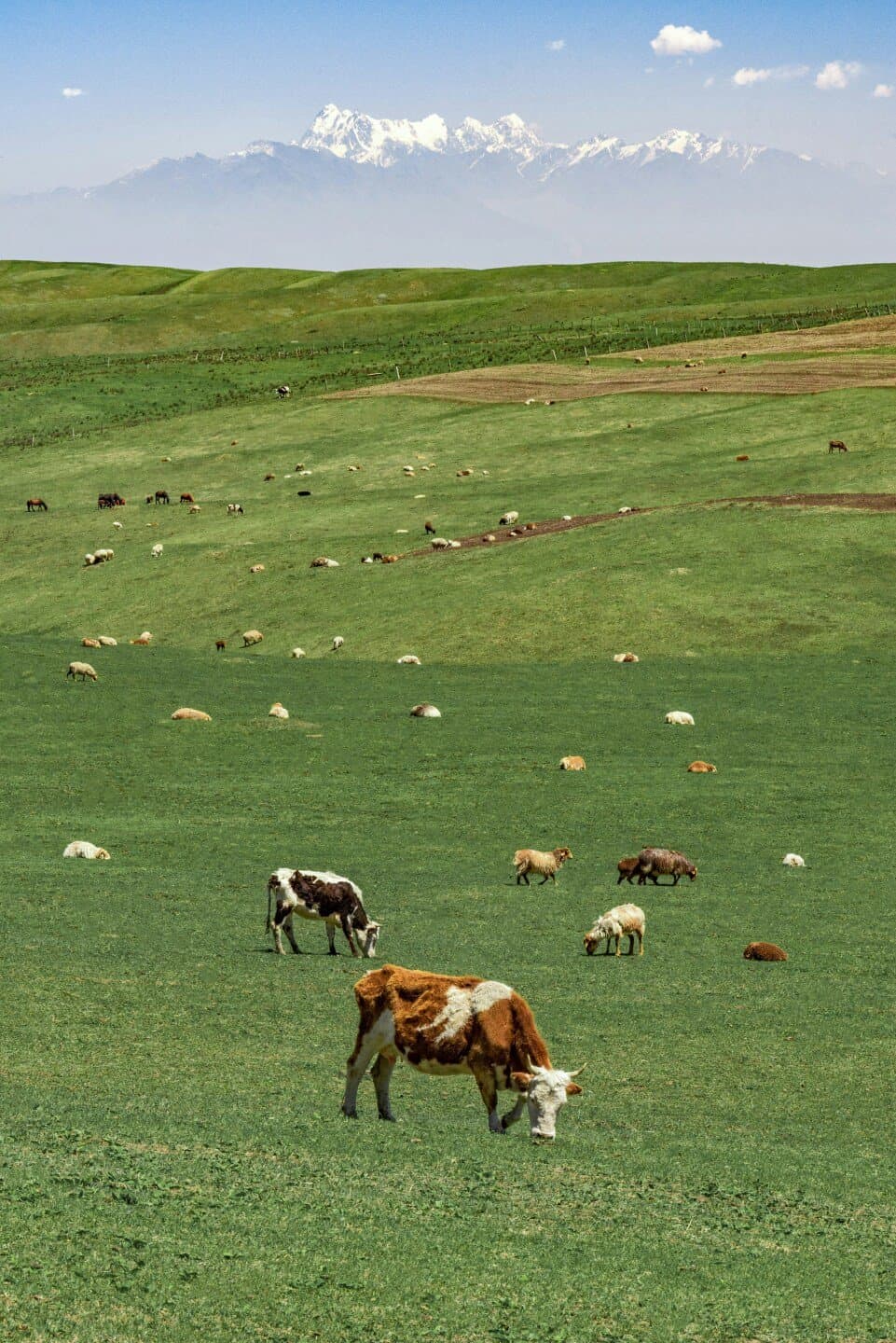 The Tragedy of the Commons, image 1 of 1