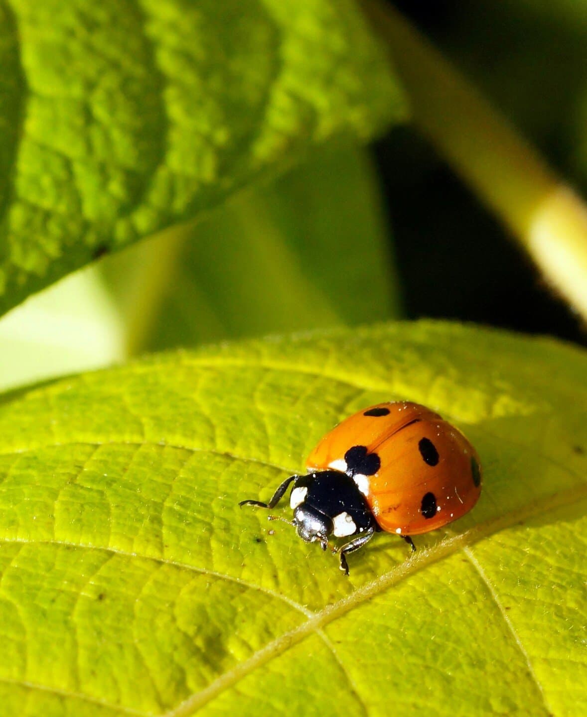 Lady Bird, image 1 of 1